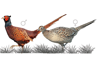 Common Pheasant