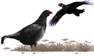 Caucasian Grouse