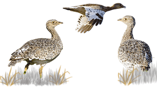 Little Bustard