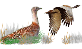 Great Bustard