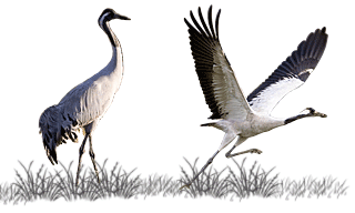 Common Crane