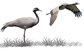 Demoiselle Crane