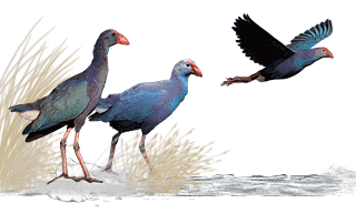 Purple Swamphen