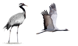 Demoiselle Crane