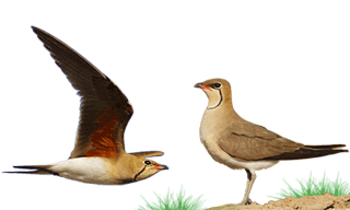 Collared Pratincole