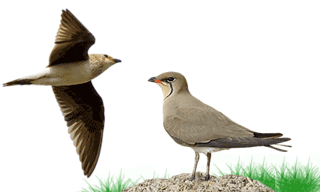 Black-winged Pratincole