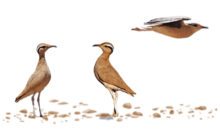 Cream-colored Courser