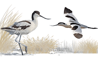 Pied Avocet