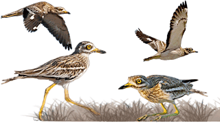 Eurasian Stone-curlew