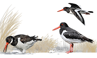 Eurasian Oystercatcher