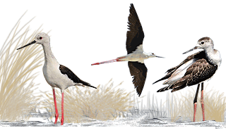 Black-winged Stilt