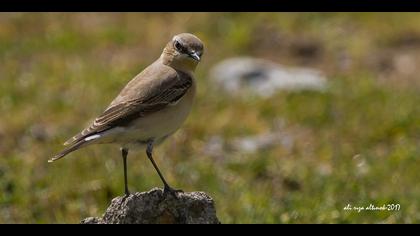 Kuyrukkakan » Northern Wheatear » Oenanthe oenanthe