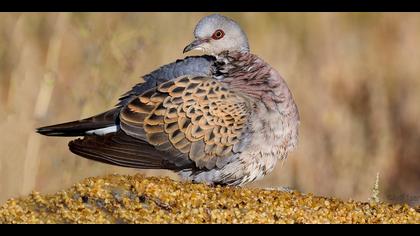 Üveyik » European Turtle Dove » Streptopelia turtur