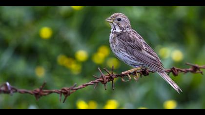 Tarla kirazkuşu » Corn Bunting » Emberiza calandra