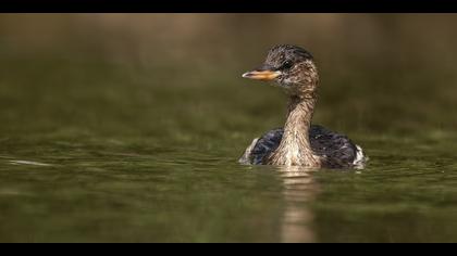 Küçük batağan » Little Grebe » Tachybaptus ruficollis