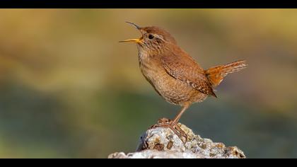 Çitkuşu » Eurasian Wren » Troglodytes troglodytes