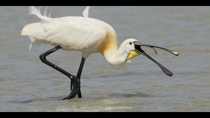 Kaşıkçı » Eurasian Spoonbill » Platalea leucorodia