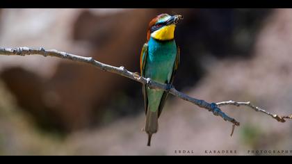 Arıkuşu » European Bee-eater » Merops apiaster