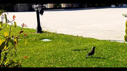 Küçük karga » Western Jackdaw » Coloeus monedula