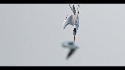 Tepeli sumru » Lesser Crested Tern » Thalasseus bengalensis