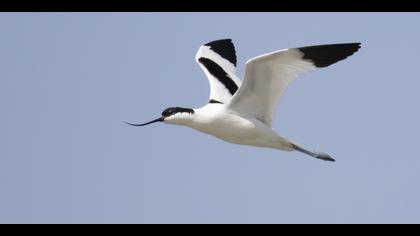 Kılıçgaga » Pied Avocet » Recurvirostra avosetta