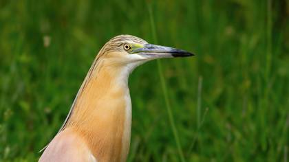 Alaca balıkçıl » Squacco Heron » Ardeola ralloides