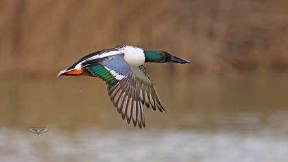 Northern Shoveler