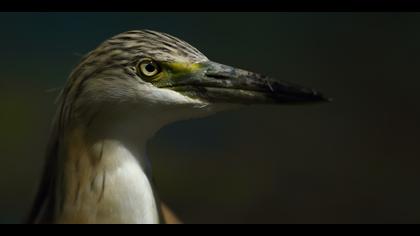 Alaca balıkçıl » Squacco Heron » Ardeola ralloides