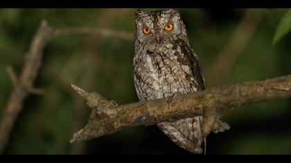 İshakkuşu » Eurasian Scops Owl » Otus scops