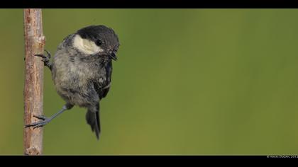 Çam baştankarası » Coal Tit » Periparus ater