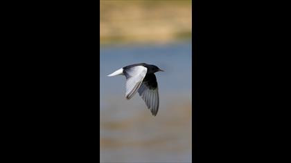 Ağaç kamışçını