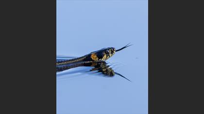 ?