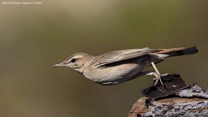 Rufous-tailed Scrub Robin
