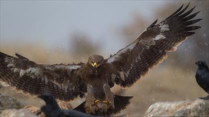 Bozkır kartalı » Steppe Eagle » Aquila nipalensis