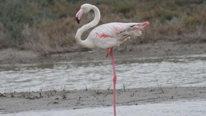 Flamingo