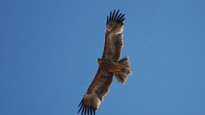 Şah kartal