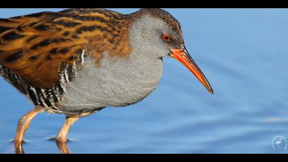 Sukılavuzu » Water Rail » Rallus aquaticus