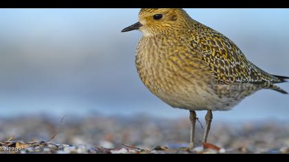 Altın yağmurcun » European Golden Plover » Pluvialis apricaria