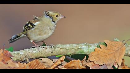 İspinoz » Common Chaffinch » Fringilla coelebs