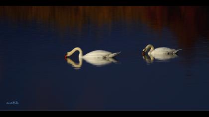 Kuğu » Mute Swan » Cygnus olor