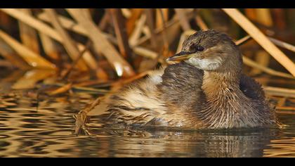 Küçük batağan » Little Grebe » Tachybaptus ruficollis