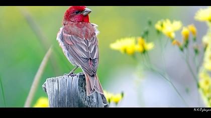 Çütre » Common Rosefinch » Carpodacus erythrinus