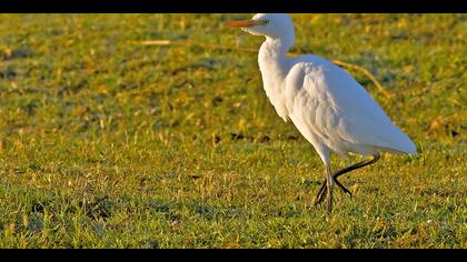 Sığır balıkçılı » Western Cattle Egret » Bubulcus ibis