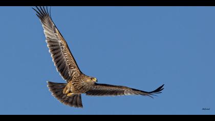 Şah kartal » Eastern Imperial Eagle » Aquila heliaca