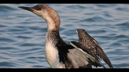 Karagerdanlı dalgıç » Black-throated Loon » Gavia arctica