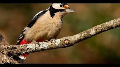 Orman alaca ağaçkakanı » Great Spotted Woodpecker » Dendrocopos major