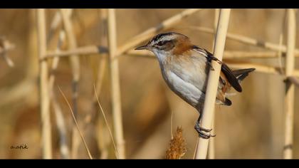 Bıyıklı kamışçın » Moustached Warbler » Acrocephalus melanopogon