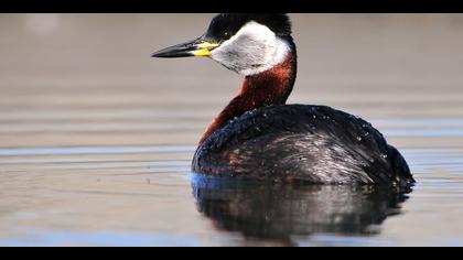 Kızılboyunlu batağan » Red-necked Grebe » Podiceps grisegena