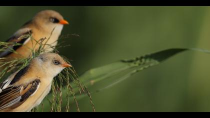 Bıyıklı baştankara » Bearded Reedling » Panurus biarmicus