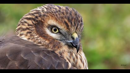 Gökçe delice » Hen Harrier » Circus cyaneus